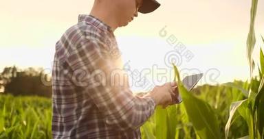 日落时分，一位玉米地里的农民用一块数字平板电脑检查他的庄稼。